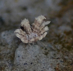 Ricania speculum