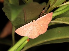Perixera minorata