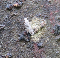 Caryocolum blandella