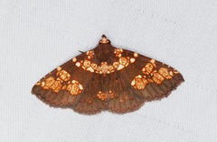 Saroba pustulifera