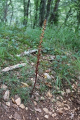Orobanche hederae