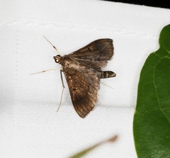 Almonia