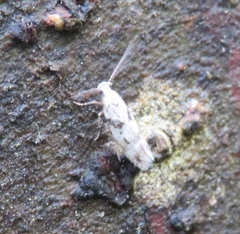 Caryocolum blandella
