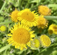 Pulicaria dysenterica