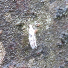 Caryocolum blandella