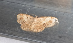 Calletaera subexpressa