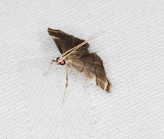 Cangetta hartoghialis