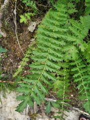 Sanguisorba minor balearica