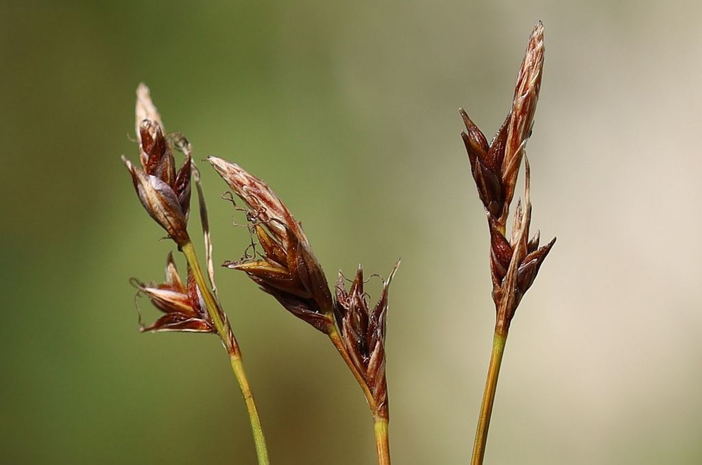 Carex mucronata