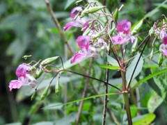 Impatiens glandulifera