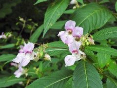 Impatiens glandulifera