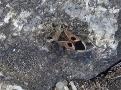 Lasiocoris