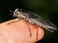 Megactenodes reticulata