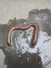 Oligochaeta