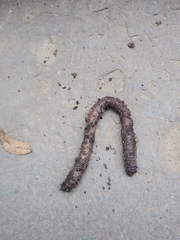 Oligochaeta