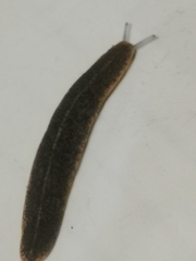 Laevicaulis alte