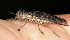 Megactenodes reticulata