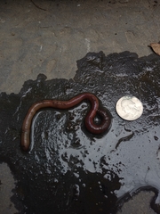 Oligochaeta