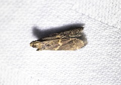 Mesciniadia infractalis