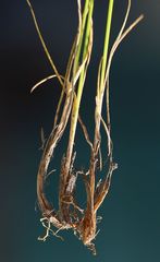 Carex mucronata