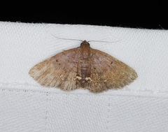 Nechesia albotentata