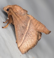 Quasithosea obliquistriga