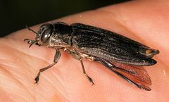 Megactenodes reticulata