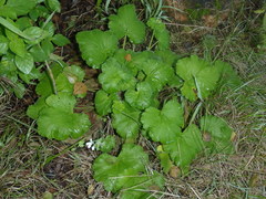 Pelargonium odoratissimum