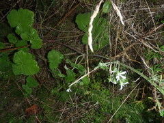 Pelargonium odoratissimum