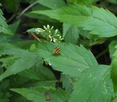 Choreutis amethystodes