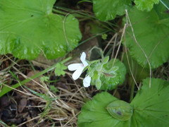 Pelargonium odoratissimum