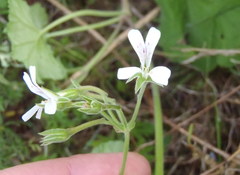 Pelargonium odoratissimum