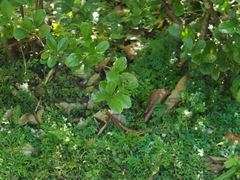 Viburnum taitoense