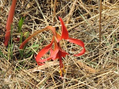 Sprekelia formosissima