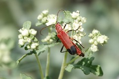 Chauliognathus lecontei