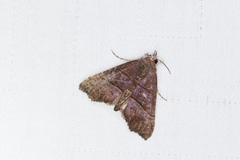 Acidon paradoxa
