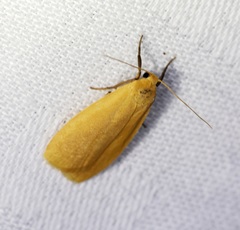 Manulea fuscodorsalis