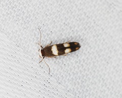 Stathmopoda paradiplaspis