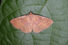 Sarobides inconclusa