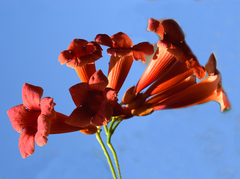 Campsis radicans