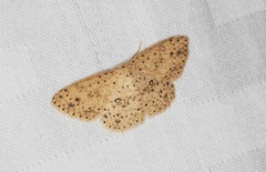 Perixera decretarioides