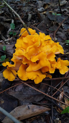 Craterellus odoratus
