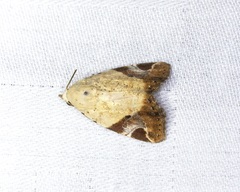 Pseudeustrotia semialba