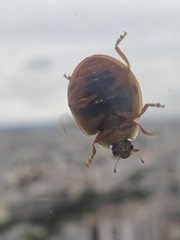 Harmonia axyridis
