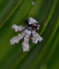 Ricania speculum