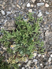 Mesembryanthemum nodiflorum