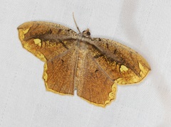 Pareumelea eugeniata