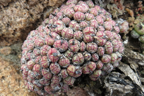 Conophytum uviforme