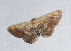 Ruttellerona pseudocessaria