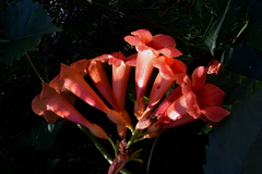 Campsis radicans